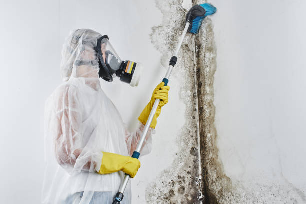 Best Mold Remediation for Specific Building Types in Ardmore, TN