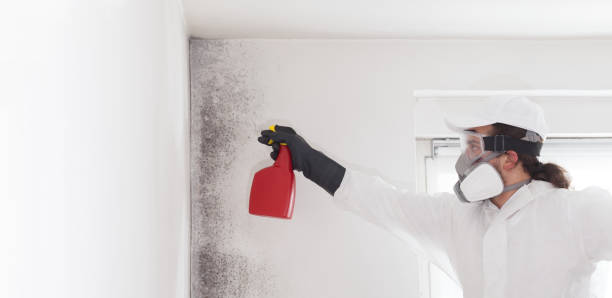 Best Residential Mold Remediation in Ardmore, TN