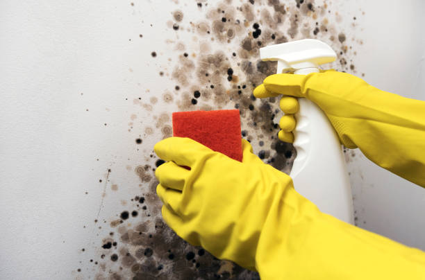 Best Health and Safety Mold Remediation in Ardmore, TN