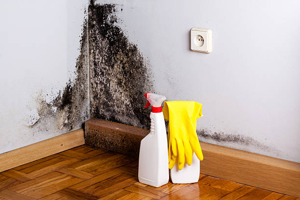 Best Commercial Mold Remediation in Ardmore, TN